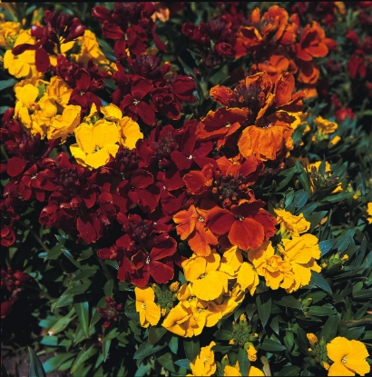 Picture of Wallflower - Tom Thumb Strain Mixed